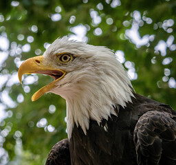 A bald eagle closeup in a falcrony in saarburg