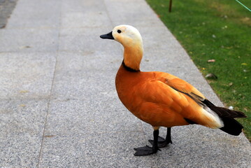 Ogar, red duck, Tadorna ferruginea walks in park in spring, summer. Village farm bird, wildlife, waterfowl