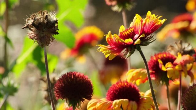 Wildflowers background. Indian Blanket Flower (Gaillardia pulchella) field, also named Firewheel, Blanketflower or Sundance moving in the wind. Red and yellow blossoms of a flower Gaillardia swaying i