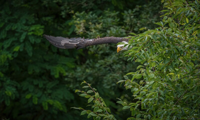 A bald eagle closeup in a falcrony in saarburg