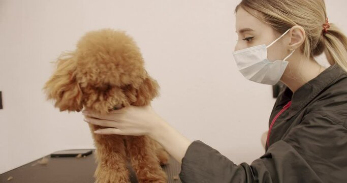 Groomer combs hair of small cute puppy poodle. Woman doing hairstyle pet hairdresser. grooming salon. The amusing canine sat calmly at the grooming salon. Cute poodle dog getting haircut.