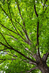 Fototapeta premium Beautiful Tree