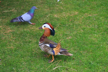 The male mandarin duck sits on green grass. Aix galericulata. Bird, animal in the wild, close up.