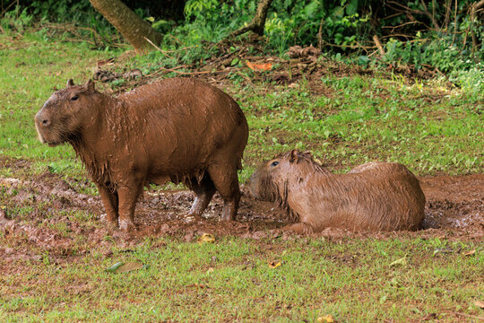 Capivara coberta de lama para se refrescar em tarde quente