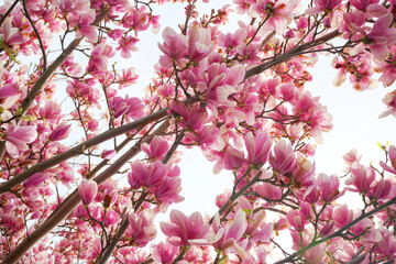 magnolia flower branch, pink purple magnolia bough closeup