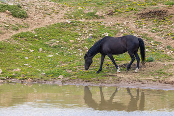 Fototapeta premium Wild Horse in Summer in the Pryor Mountains Montana