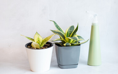 Sansevieria Golden Hahnii, Snake Plant in plastic pot on marble table, next to glass watering bottle and plastic spray. Succulent, indoor plant. Selective focus. Close-up. Copy space..