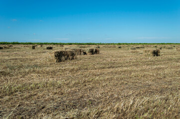 Haystacks in the field after harvesting wheat