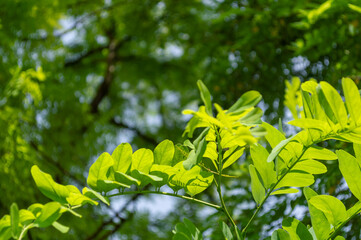 Fototapeta na wymiar Acacia leaves in spring and unopened flower