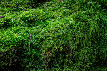 River algae in which small fish live