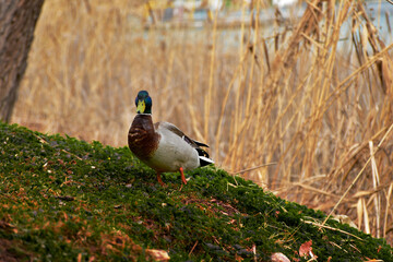 Ente wild