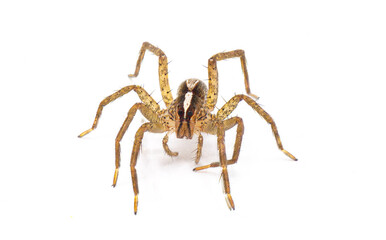hentz wolf spider - rabidosa hentzi - front view showing eyes, pedipalp and chelicerae isolated on white background. Great detail