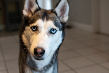 Portrait of a Siberian husky with the blue eyes