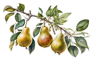 a spring-themed watercolor illustration featuring a group of isolated juicy yellow, green, and red pear fruits in branches with leaves set on a transparent background in PNG. Generative AI
