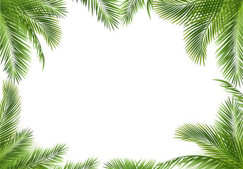 Fototapeta na wymiar Palm Tree Border Isolated White Background