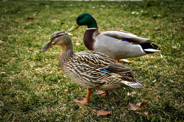 Obraz premium Enten Ducks
