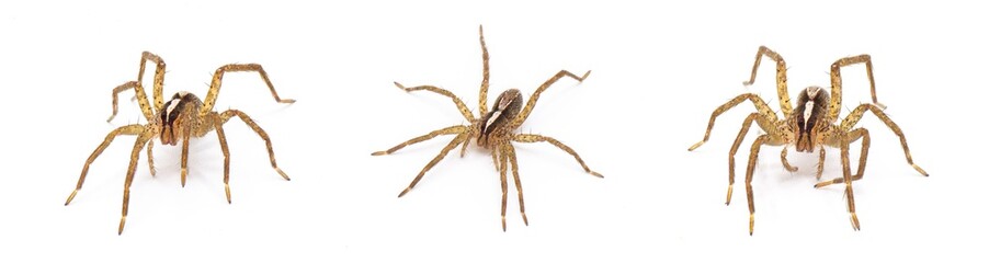 hentz wolf spider - rabidosa hentzi - three views showing eyes, pedipalp and chelicerae isolated on white background. Great detail