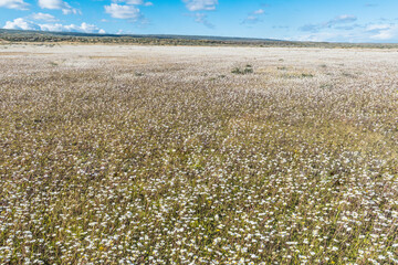 Blooming meadow of Tierra del Fuego in Argentina