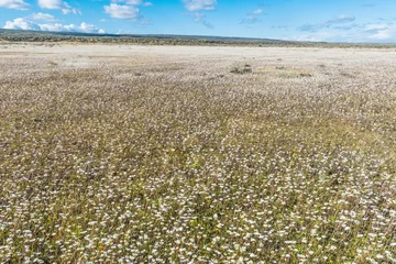 Fotobehang Blooming meadow of Tierra del Fuego in Argentina © Fyle