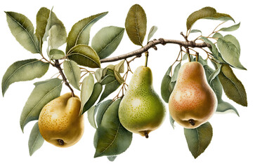 a spring-themed watercolor illustration featuring a group of isolated juicy yellow, green, and red pear fruits in branches with leaves set on a transparent background in PNG. Generative AI
