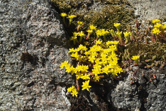 Blühende Pflanze der Scharfen Fetthenne an einem Felsen