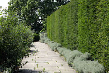 Tall English yew hedge by a stone footpath is a summer garden . - 586341308