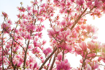 magnolia flower branch, pink purple magnolia bough with the shining sun closeup