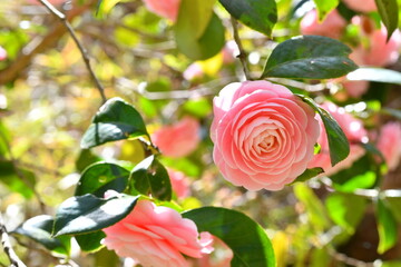 ピンクの椿
