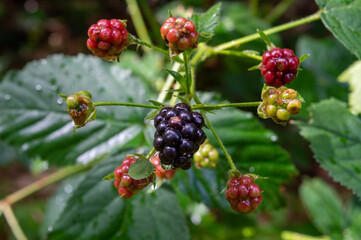 blackberries on a branch with green leaves in garden