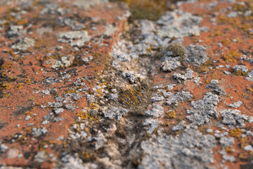brick texture covered with moss
