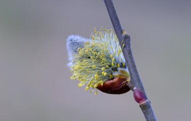 Fluffy buds on the willow branches in spring in the forest