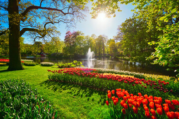 Keukenhof flower garden with blooming tulip flowerbeds. One of the world's largest flower gardens....
