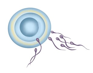 fertilization spermatozoon painting illustration. basic anatomy