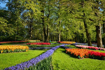 Blooming pink tulips flowerbeds in Keukenhof flower garden, also known as the Garden of Europe, one of the world largest flower gardens and popular tourist attraction. Lisse, the Netherlands.