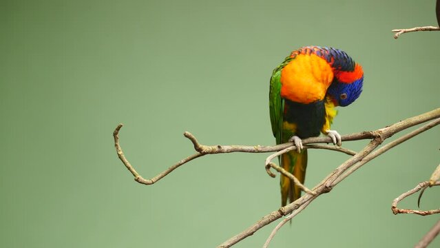Small parrots stand on the branch against green background with copy space