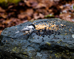 autumn leaves on the ground