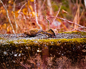 birds on the ground