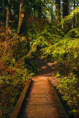 Wooden walkway through in deep rain forest with daylight