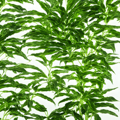 Obraz premium Plants Backgrounds 