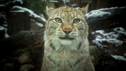 Eurasian lynx (Lynx lynx)