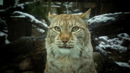 Obraz na płótnie Canvas Eurasian lynx (Lynx lynx)