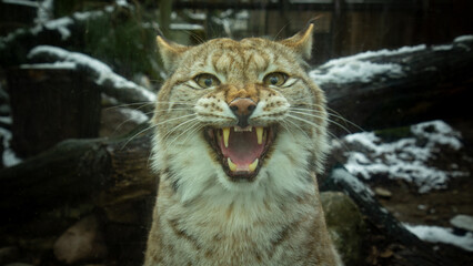 Eurasian lynx (Lynx lynx)