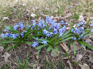 spring crocus flowers