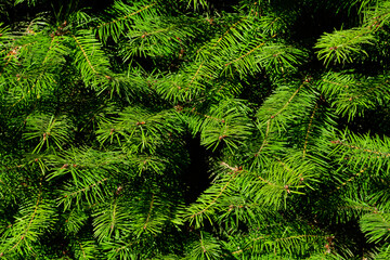 close up of fir needles
