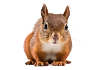 Fotobehang Cute squirrel isolated on transparent nackground © ayselucar