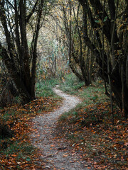 path in autumn forest