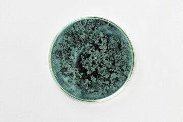 Petri dish on a light background. With mold and mushrooms. Viruses, bacteria.