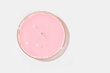 Petri dish on a light background. With light rocks in a pink liquid. grown in the laboratory. Sensitivity of bacteria or viruses to antibiotics. Mold. Mushrooms