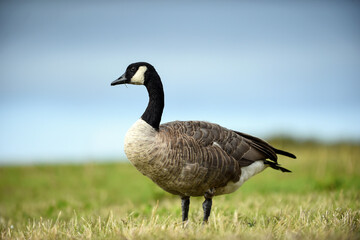 Beautiful black necked geese on the grass
