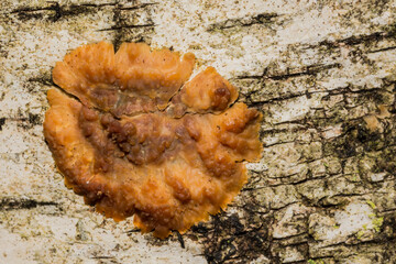 Wrinkled Crust Fungi - Phlebia radiata